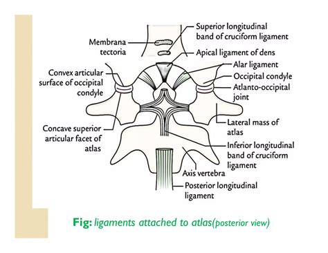 Atlanto occipital and atlanto axial joint | PDF