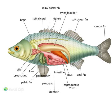 Image result for How Do Fish Perform 7 Function