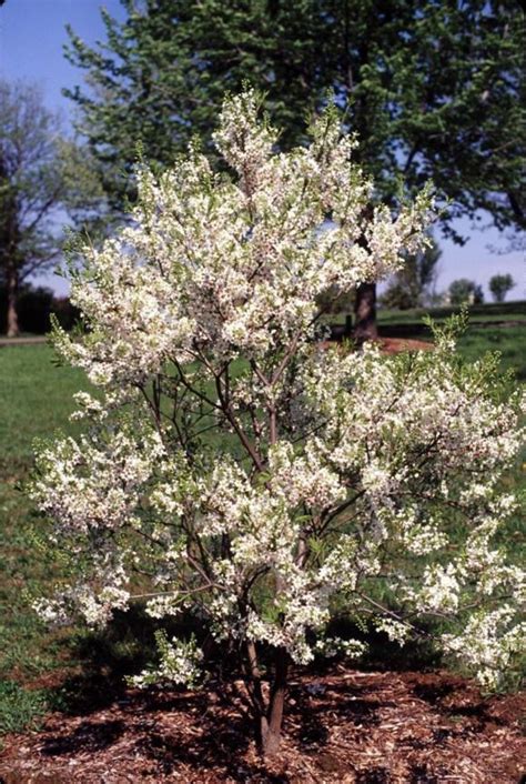 Xanthoceras sorbifolium - xanthoceras, shinyleaf yellowhorn | The Dawes ...