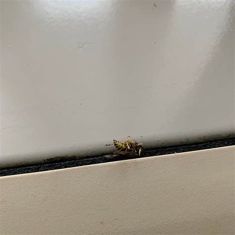 CHESTNUT TREE INN CHEROKEE - Hotel Reviews & Photos - Tripadvisor