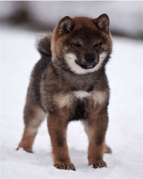Pin by Shiba Club | Shiba Inu Photos, on Sesame Shiba | Shiba puppy ...