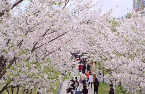 2023日本最佳赏樱时间出炉：开花时期、绝色景点整理~ - 知乎