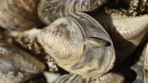 Quagga mire: Invading mussels threaten Ariz. waterways