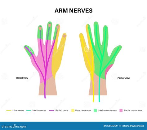 Nerves of the hand stock vector. Illustration of anatomy - 296573641