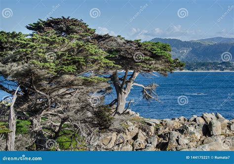 The Lone Cypress Seen from the 17 Mile Drive in Pebble Beach of ...