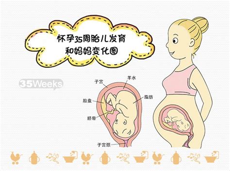 孕25周胎儿头围正常值_知秀网