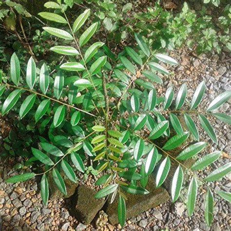 ROYAL LAND Rare Medicinal Simarouba glauca paradise-tree, dysentery ...