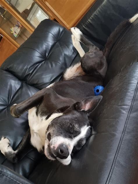 You do you boo : r/AnimalsBeingDerps