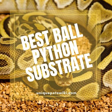 Image result for Ball Python Substrate
