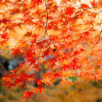 枫叶微信头像 秋天红色的枫叶图片-个性头像