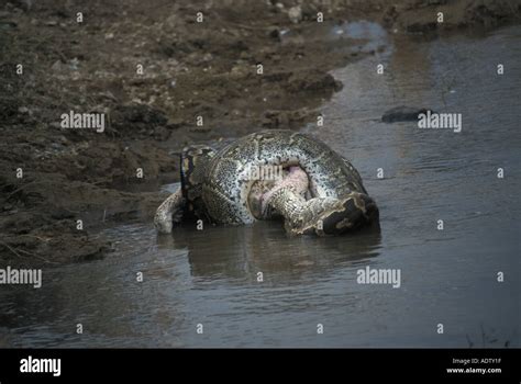 African Rock Python Eating 的图像结果