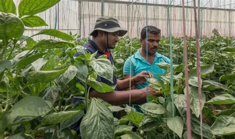 Contact | Rijk Zwaan India