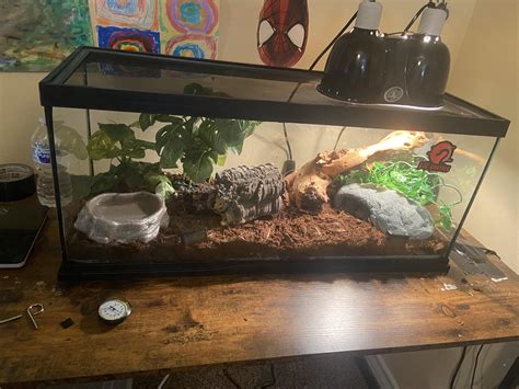 Image result for Ball Python Set Up