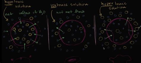 draw ray diagram to explain isotonic, hypotonic and hypertonic solution ...