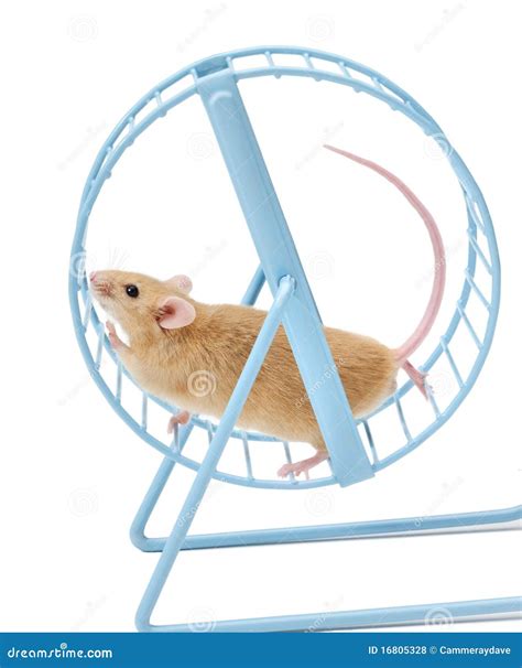 Mouse Hamster Wheel Treadmill Stock Photo - Image of pest, unproductive ...