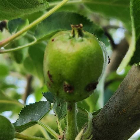 Image result for Fruit Tree Problems