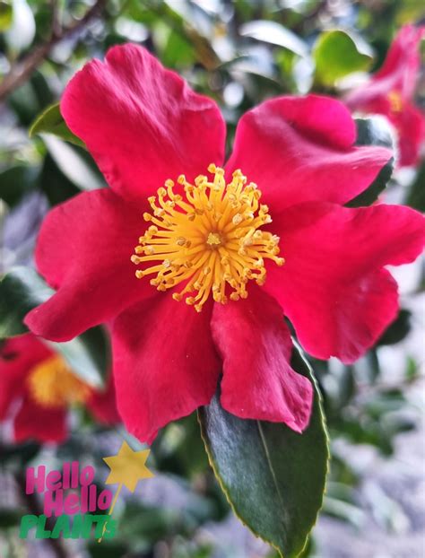 Camellia sasanqua 'Yuletide' 10" Pot (Standard) - Hello Hello Plants