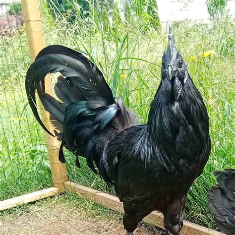 15 Most Expensive Chicken Breeds (With Pictures)