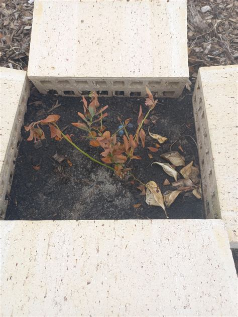 Help for my Rasberry and Blueberry plants that die : r/GardeningAustralia