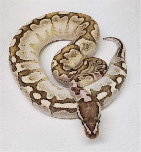 Image result for Super Bamboo Ball Python