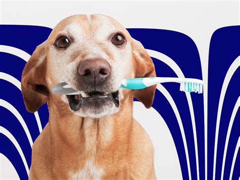 Does Petplan Cover Dental Treatment For Dogs