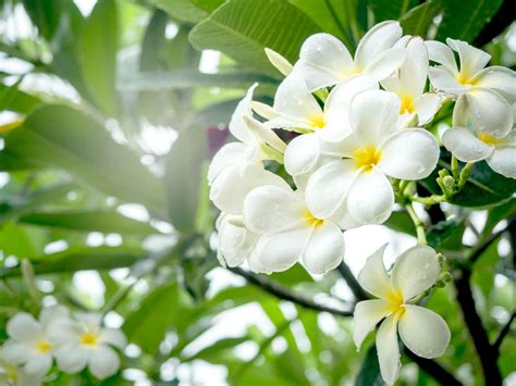 Strongest Smelling Flowers