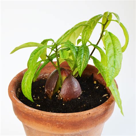 How To Grow Avocado Plant From The Pit at Caitlyn Tooth blog