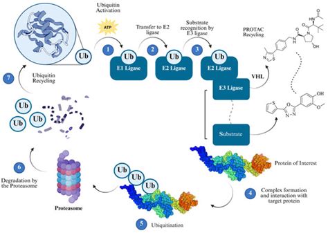 TrypPROTACs Unlocking New Therapeutic Strategies for Chagas Disease