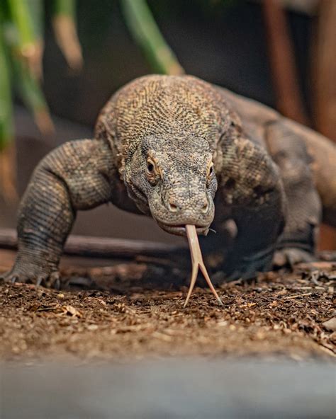 Komodo Dragon