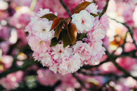 Xnxx.Com+Japanese+Massage Photos, Download The BEST Free Xnxx.Com+Japanese+Massage Stock Photos ...