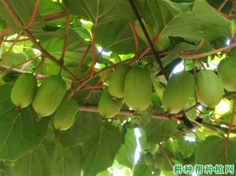 亟待整合壮大的软枣猕猴桃产业-行业动态-中国猕猴桃网