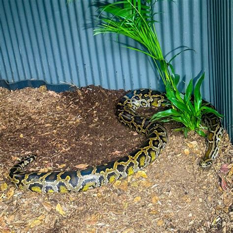 Image result for Burmese Python Location Map