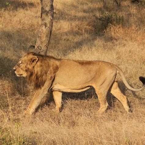 Langur - The National Parks of India