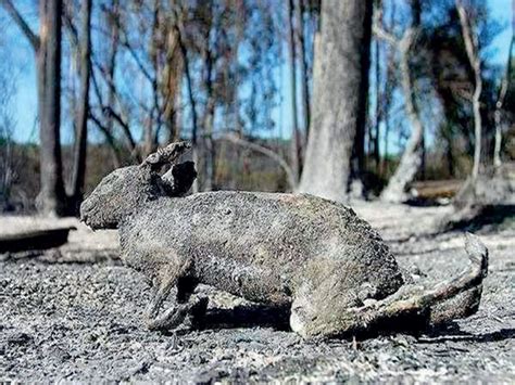 Forest fire: Fake News Buster: No animal death in Bandipur so far