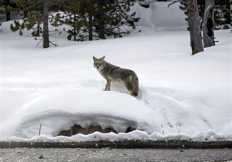 Wildlife In Winter Free Stock Photo - Public Domain Pictures