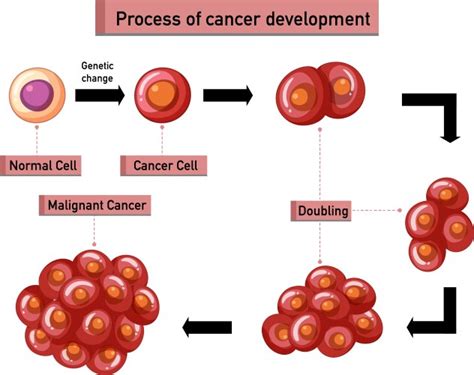 How Does Cancer Develop 的图像结果