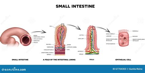 Image result for Small Intestine Epithelial Cells