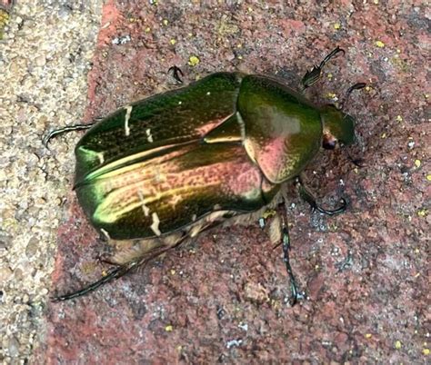 Image result for Alien Looking Bug