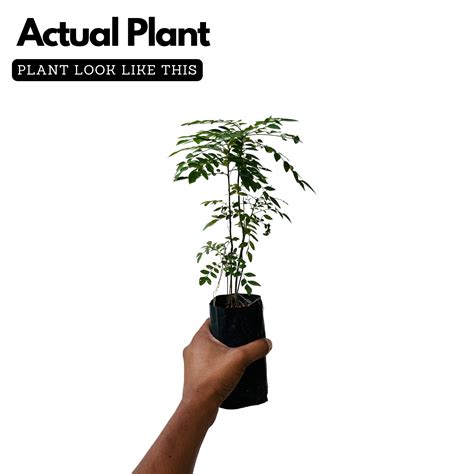 Curry Leaves / Curry Veppu (Murraya koenigii) Ornamental/Medicinal Liv ...