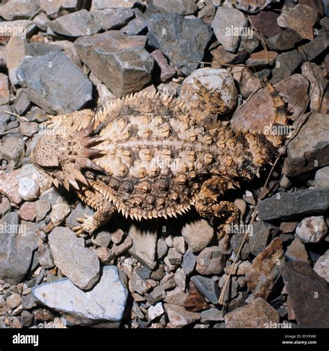 Lizard horned lizard lizard on rocks Stock Photo - Alamy