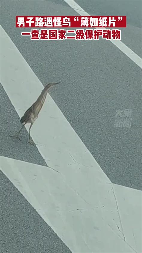 5月31日河南洛阳，男子路遇怪鸟“薄如纸片”，一查是国家二级保护动物-度小视
