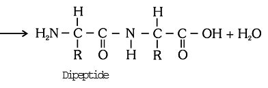 Protein and Enzymes - Biology Class 11 - NEET PDF Download