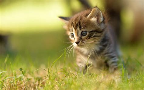 Newborn Kittens Wallpapers - Wallpaper Cave