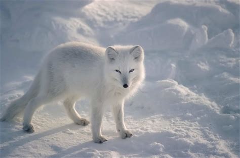 Discover 6 Real-Life Animals That Live in the North Pole - A-Z Animals