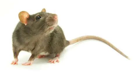 家里常见的老鼠品种,老鼠品种大全排名,关于老鼠的谜语导入(第2页)_大山谷图库