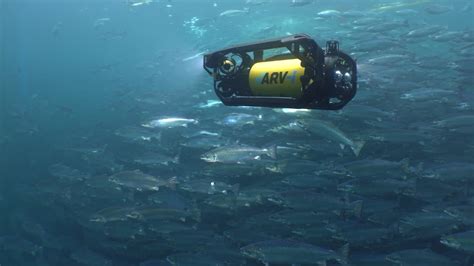 Image result for Attomatic Fish Farm Java in River