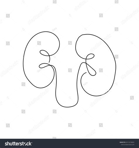 7,909 Kidney Vessels Images, Stock Photos & Vectors | Shutterstock