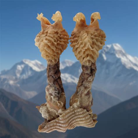 Hatha Jodi – Tantra X
