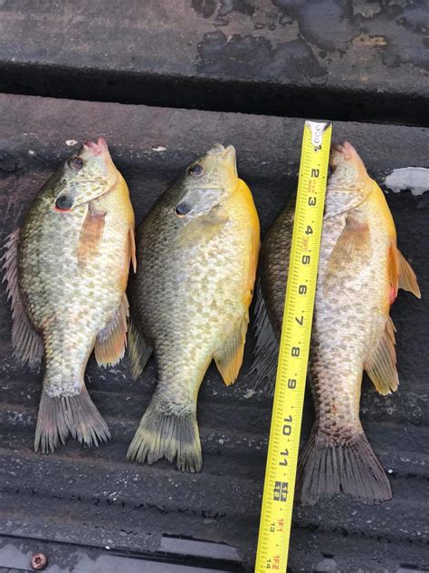 Image result for Shellcracker Fishing 2014