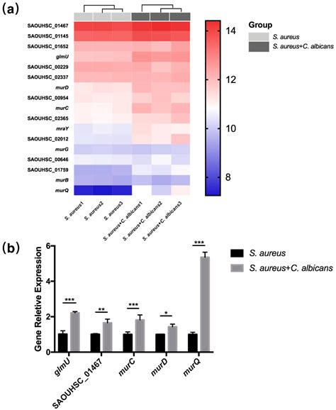Staphylococcus aureus Synergized with Candida albicans to Increase the ...